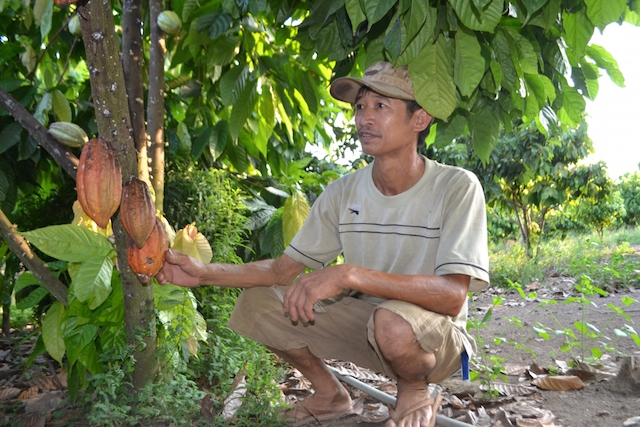 Trồng cacao xen điều mang lại thu nhập khá cho các xã viên HTX cacao-điều Định Quán (ảnh:TL)