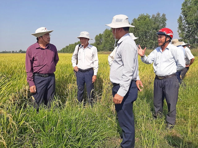 Nông dân ở Kiến Tường học làm lúa công nghệ cao.