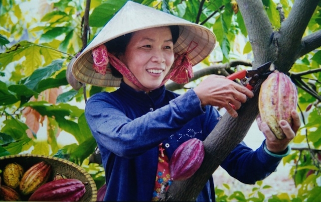 Liên kết tốt với DN giúp người trồng cacao ở Định Quán phấn khởi (ảnh:TL)