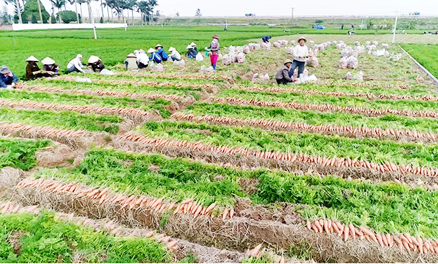Sản xuất sạch, giàu khoa học - kỹ thuật là điểm tựa đem đến giá trị bền vững cho người nông dân (Ảnh TL)