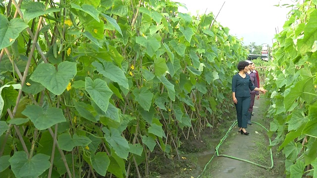 Vườn rau an toàn của nhà chị Lê Thị Nhợi (Ảnh: TL)