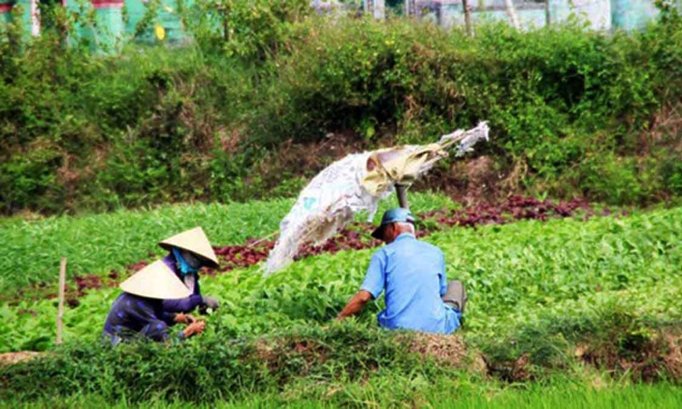 Tháo gỡ khó khăn về đất đai cho các HTX