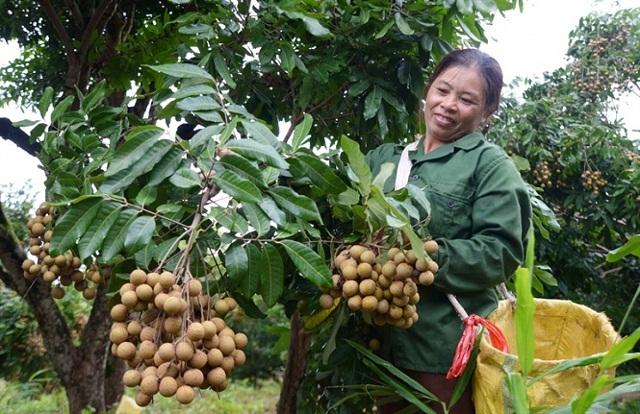Phát triển diện tích cây ăn quả giúp người dân nâng cao thu nhập