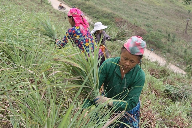 Sả hiện là một trong những cây trồng chủ lực ở Pi Toong