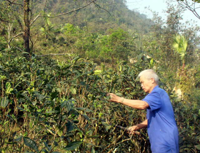 Ông Ngọc chăm sóc vườn chè của mình theo quy trình nghiêm ngặt để có chè đạt chất lượng tốt nhất (Ảnh: TL)