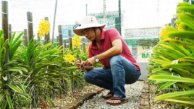 Anh Huỳnh Văn Thiện chăm sóc lan mokara tại trang trại của mình (Ảnh: TL)
