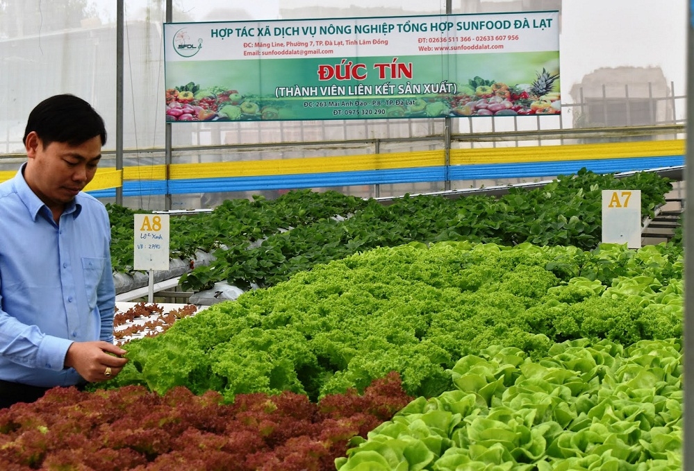 Các HTX là một nhân tố hạt nhân, đơn vị chủ trì để hình thành các hoạt động liên kết trong sản xuất, chế biến và tiêu thụ nông sản (Ảnh: TL)