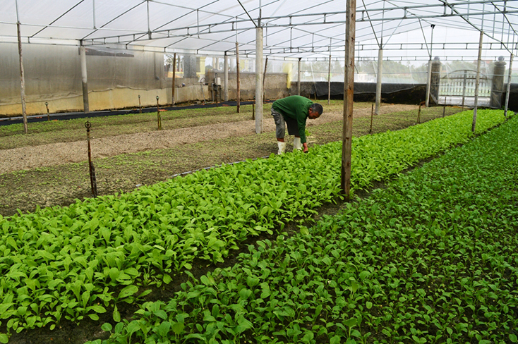 Mô hình vườn mẫu của ông Nguyễn Văn Quang, thôn Tiền Phong đạt hiệu quả kinh tế cao.