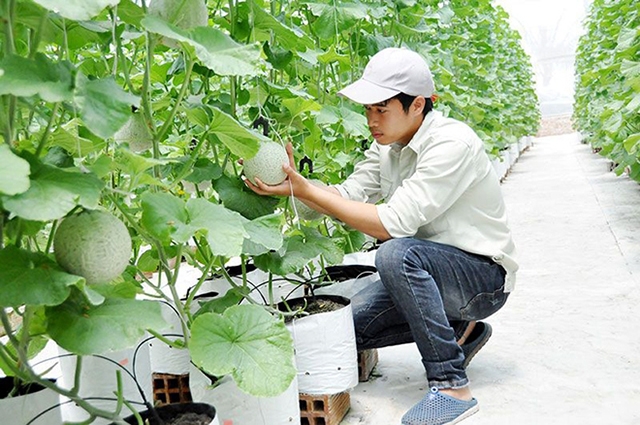 Thành công trong NTM có đóng góp quan trọng của sản xuất nông nghiệp.