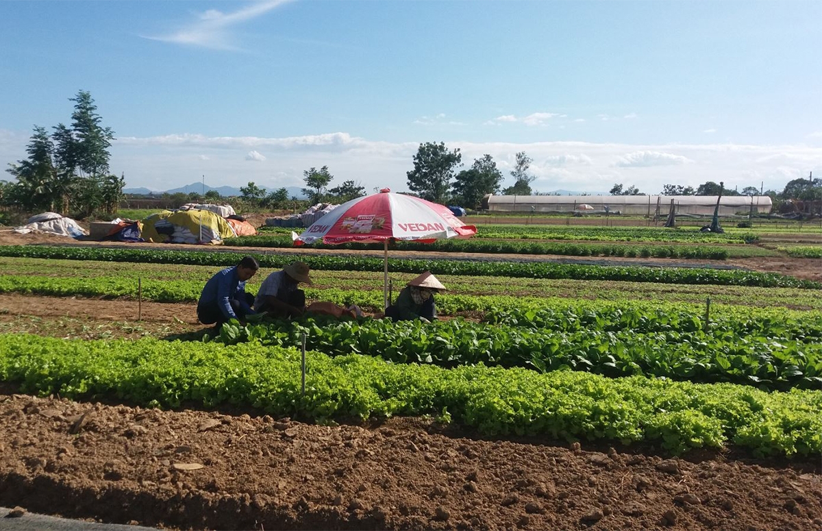 Các mô hình trồng rau sạch theo tiêu chuẩn VietGAP của các HTX phát triển rộng rãi trên địa bàn tỉnh Quảng Trị (Ảnh:TL)