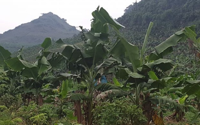 Chuối tiêu hồng phủ xanh đồi núi ở Bản Sen