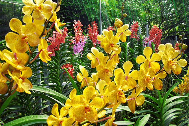 Nhận thấy tiềm năng từ lan mokara, anh Huỳnh Văn Thiện đã quyết định đầu tư khởi nghiệp (Ảnh: TL)