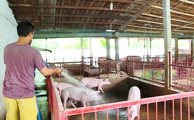 Sự quan tâm của địa phương là cơ sở để HTX vươn lên, phát huy vai trò dẫn dắt người dân nâng cao giá trị sản xuất (Ảnh TL)