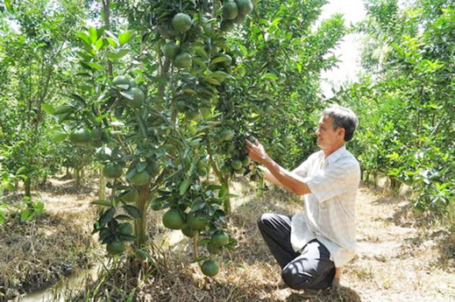 Các HTX là nhân tố quan trọng trong xoá đói giảm nghèo ở Trà Ôn (Ảnh TL)