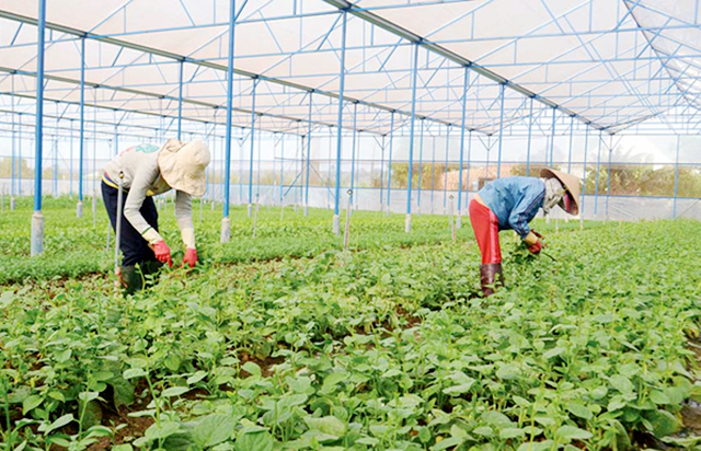 Mô hình sản xuất của HTX Đa Mai đang có ưu điểm vượt trội về kinh tế, môi trường (Ảnh TL)