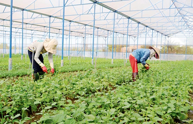 Mô hình sản xuất của HTX Đa Mai đang có ưu điểm vượt trội về kinh tế, môi trường (Ảnh TL)