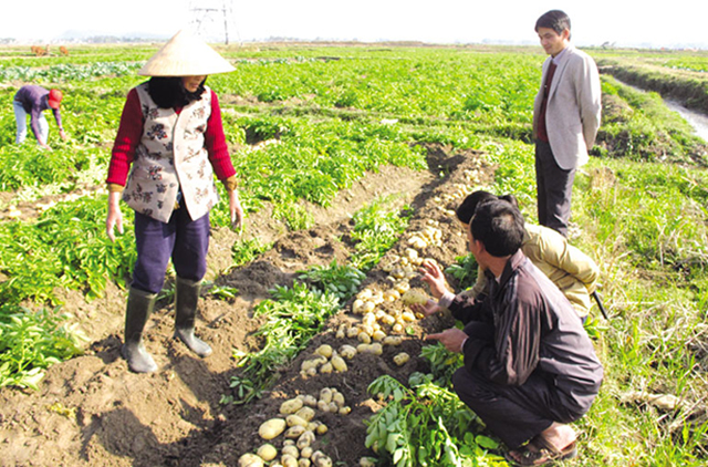 Sản xuất nông nghiệp với sự đồng hành của HTX là một trong những điểm tựa xây dựng NTM ở Quế Võ.