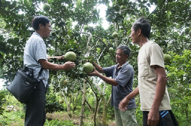 Người dân thôn Múc giảm nghèo nhờ phát triển trồng bười