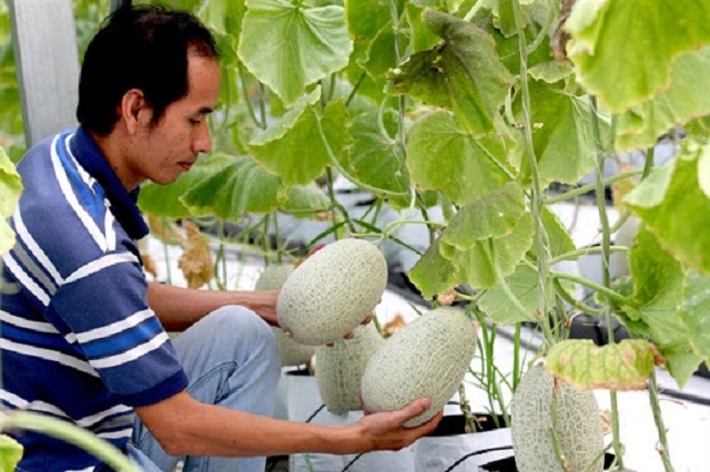 HTX Gia Phú đang giúp người dân phát triển kinh tế, nâng cao thu nhập