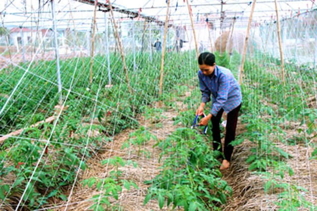 Sản xuất an toàn giúp các HTX nâng cao giá trị nông sản trên cùng diện tích.