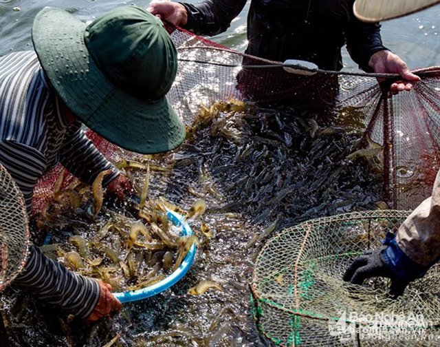 Nhờ áp dụng tiến bộ khoa học kỹ thuật trong nuôi trồng thuỷ sản nên năng suất, chất lượng thuỷ sản của HTX Xuân Hoà ngày càng nâng cao (Ảnh:TL)