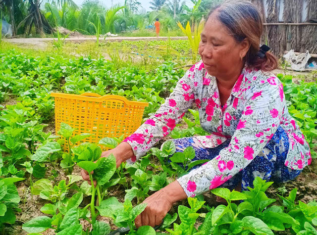 Nhờ học nghề kỹ thuật trồng rau an toàn đã giúp nông dân xã Hưng Thành có nguồn thu nhập khá.