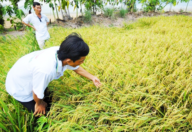 Nhờ có HTX, nhiều nông dân vươn lên thoát nghèo, làm giàu (Ảnh TL)