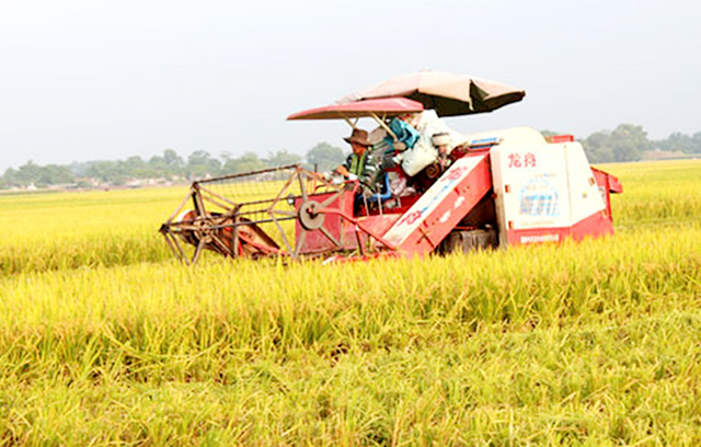 HTX đang có hiệu quả cao nhờ sản xuất theo cánh đồng lớn (Ảnh TL)