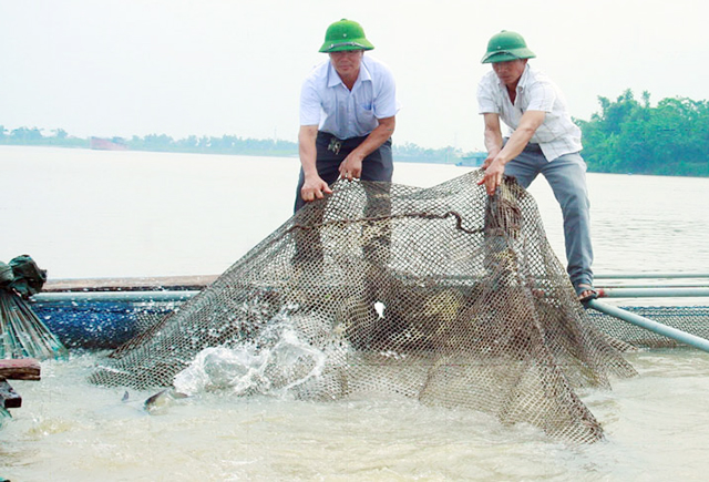 Mô hình nuôi cá lồng đang phát triển mạnh, tạo hiệu ứng mạnh mẽ ở Bắc Ninh (Ảnh TL