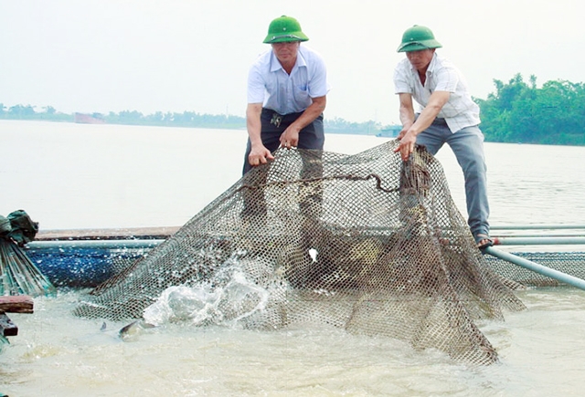 Mô hình nuôi cá lồng đang phát triển mạnh, tạo hiệu ứng mạnh mẽ ở Bắc Ninh (Ảnh TL