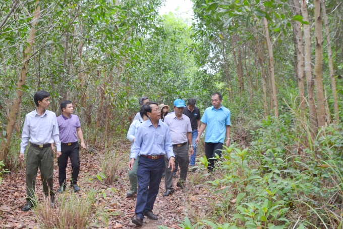 Liên minh Hợp tác xã Việt Nam đã phối hợp với UBND tỉnh Phú Yên ra mắt Hợp tác xã Lâm nghiệp công nghệ cao tỉnh Phú Yên. Đây là mô hình lâm nghiệp ứng dụng công nghệ cao đầu tiên của cả nước. Trong ảnh: Đại diện Sở NN-PTNT Phú Yên đang khảo sát diện tích trồng rừng.