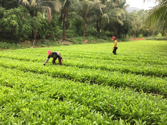 Vườn ươm cây giống của HTX Lâm nghiệp công nghệ cao tỉnh Phú Yên.