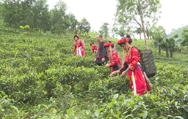 Sản xuất chè theo hướng hữu cơ giúp nâng cao sức khỏe cho cả người trồng chè và người tiêu dùng