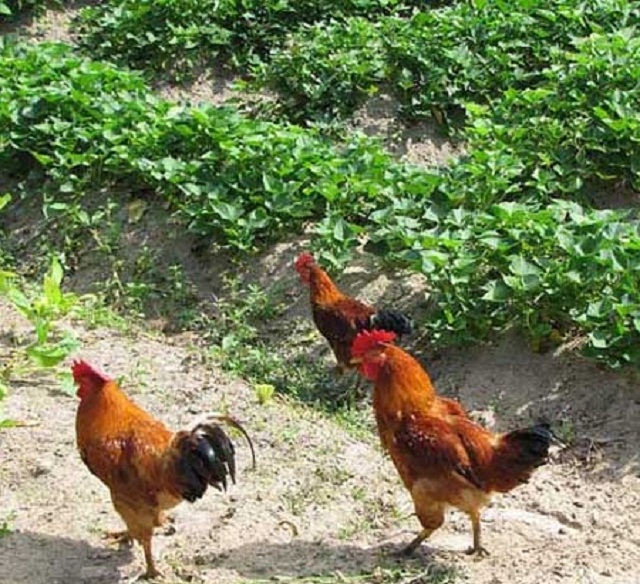 Gà kiến Sơn Hà của HTX Nông nghiệp sạch Sơn Hà được nhiều người tin dùng (Ảnh: TL)