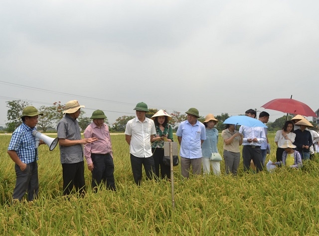 Hà Nội xây dựng 2 chuỗi liên kết sản xuất tiêu thụ lúa gạo Japonica.