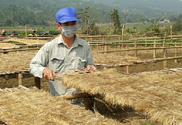 Thành viên HTX phơi miến đao sâm