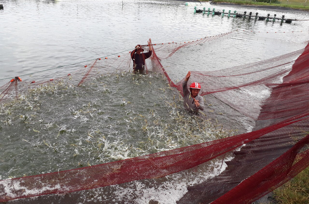 Người lao động trong môi trường nuôi trồng thủy sản cần được trang bị kiến thức, kỹ năng và các phương tiện bảo hộ để hạn chế rủi ro về tai nạn lao động (Ảnh: TL)