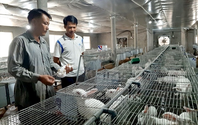 Thành viên kiểm tra chất lượng đàn thỏ