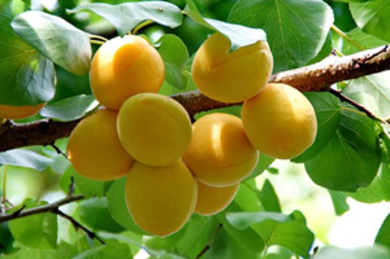 Trái mơ Bắc Kạn to, cứng, giòn, đẹp mã (Ảnh: TL)