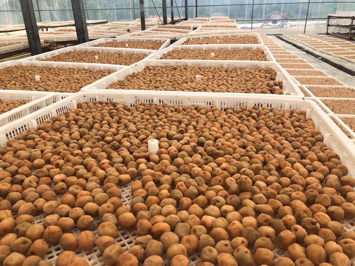 Quả Mơ được phơi trong nhà kính, đảm bảo an toàn vệ sinh thực phẩm.