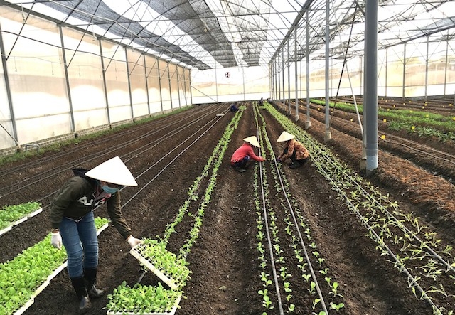 Phước Hiệp chuyển dịch sản xuất nông nghiệp theo hướng nông nghiệp đô thị hiệu quả cao (ảnh:TL)