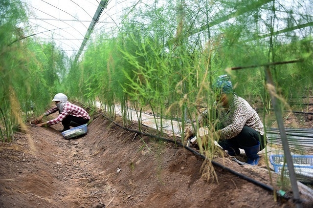 HTX măng tây Hồng Thái đã tiến hành liên doanh, liên kết với các nhà khoa học trồng cây măng tây trong nhà màng cho thu nhập cao, đóng góp vào quá trình xây dựng NTM của huyện