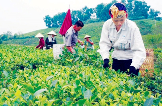 Nâng cao giá trị sản xuất nhằm gia tăng thu nhập cho người dân là mục tiêu hàng đầu trong xây dựng NTM ở Đồng Hỷ (Ảnh: TL)