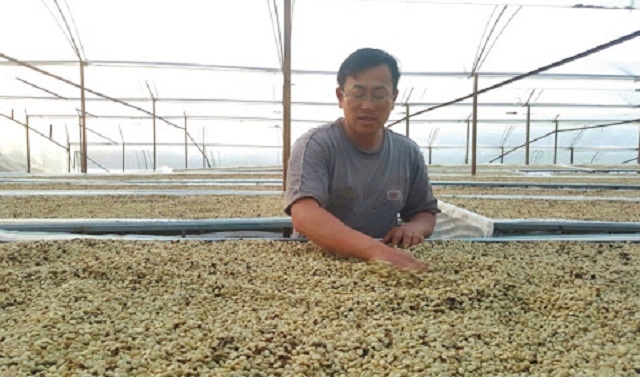 Cà phê hữu cơ được xác định là hướng đi bền vững của vùng cà phê Cầu Đất (Ảnh: TL)