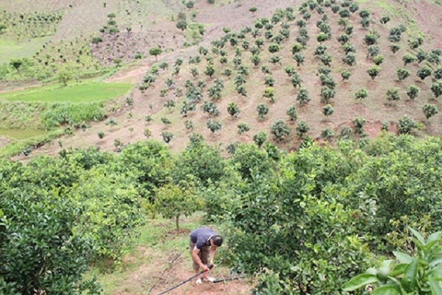 Việc đầu tư hệ thống tưới nhỏ giọt giúp tiết kiệm nước, nâng cao hiệu qủa cây trồng trong điều kiện biến đổi khí hậu.