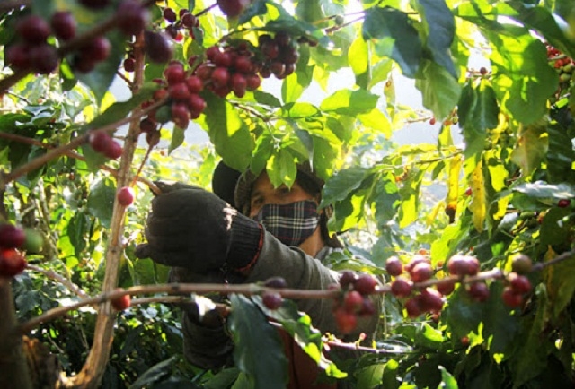 Nhờ được hỗ trợ kỹ thuật nên cà phê hữu cơ xanh tốt, tỷ lệ đậu trái nhiều hơn, cho năng suất và chất lượng cao (Ảnh: TL)