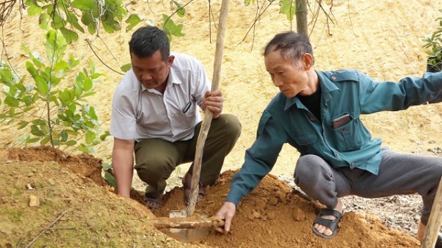 Người dân Sơn Dương thu hoạch sắn dây.