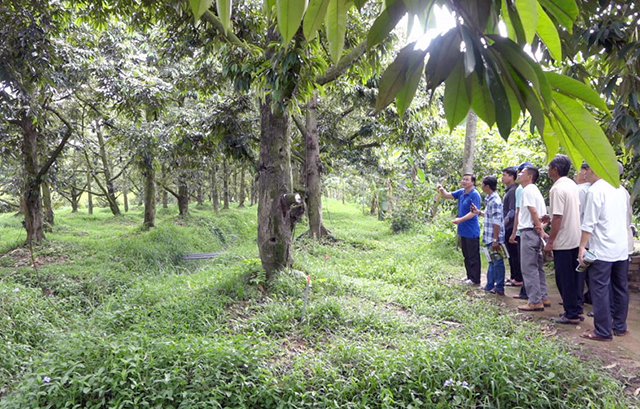 Tỉnh Bến Tre sẽ tiếp tục có nhiều chính sách hỗ trợ để nâng cao vai trò của các HTX (Ảnh TL)