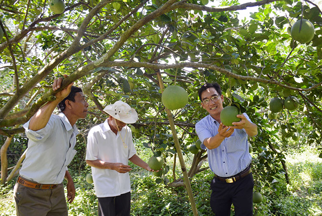 Các HTX đang đồng hành cùng nông dân Bến Tre trong công tác xóa đói, giảm nghèo, xây dựng kinh tế (Ảnh TL)