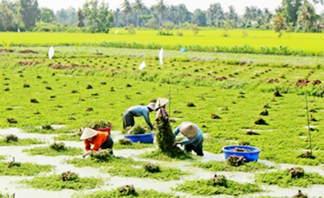 Hiệu quả trong sản xuất nông nghiệp là động lực trong xây dựng nông thôn mới của huyện (Ảnh TL)